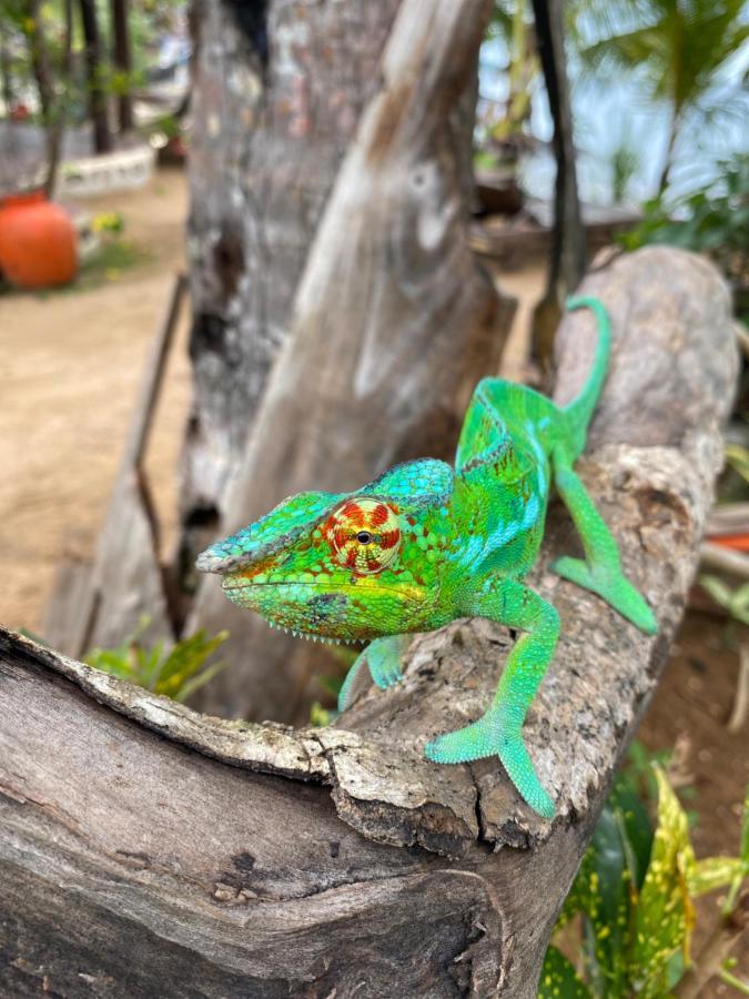 Tamarin Lodge Ampangorinana 외부 사진
