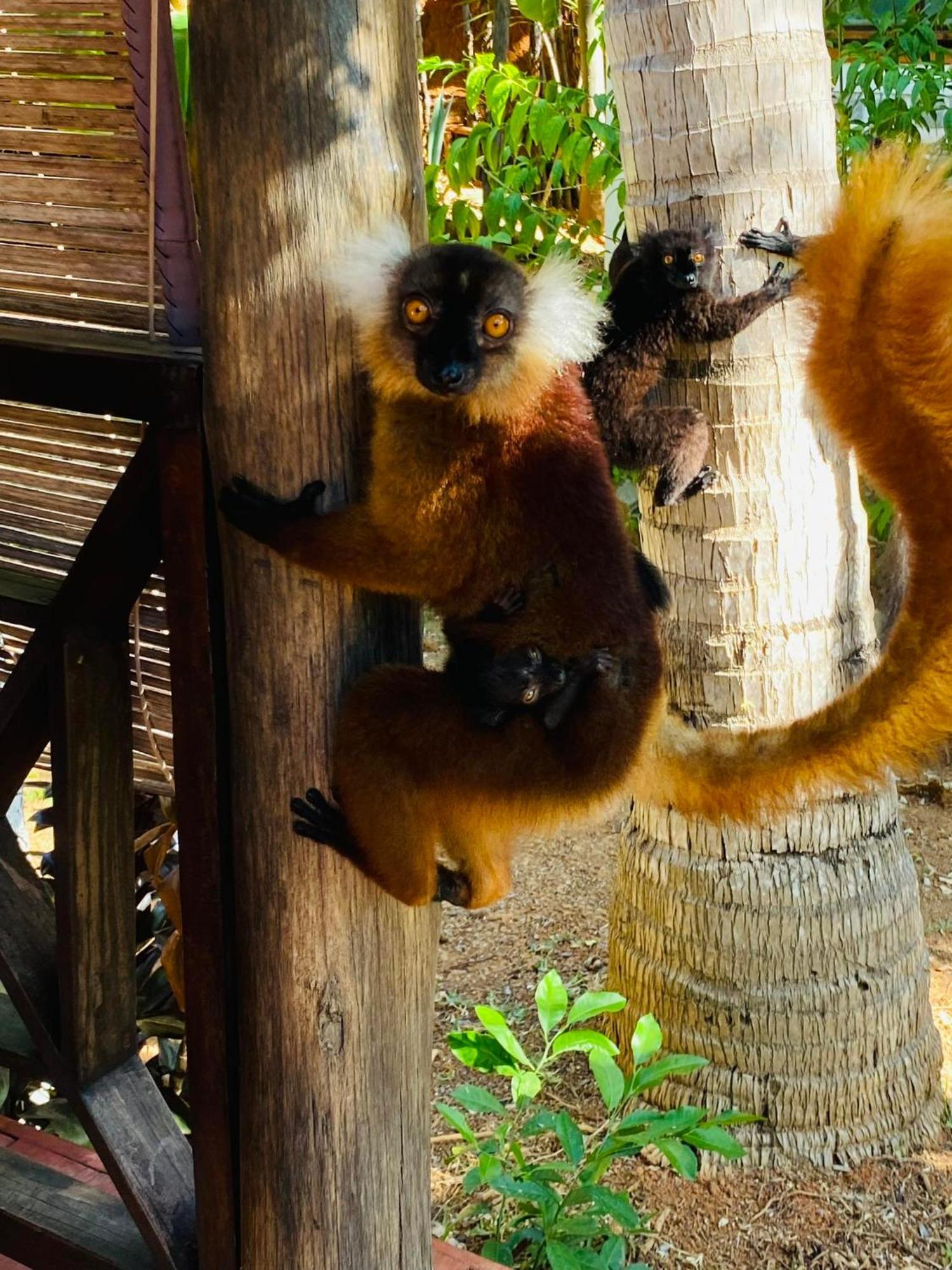 Tamarin Lodge Ampangorinana 외부 사진