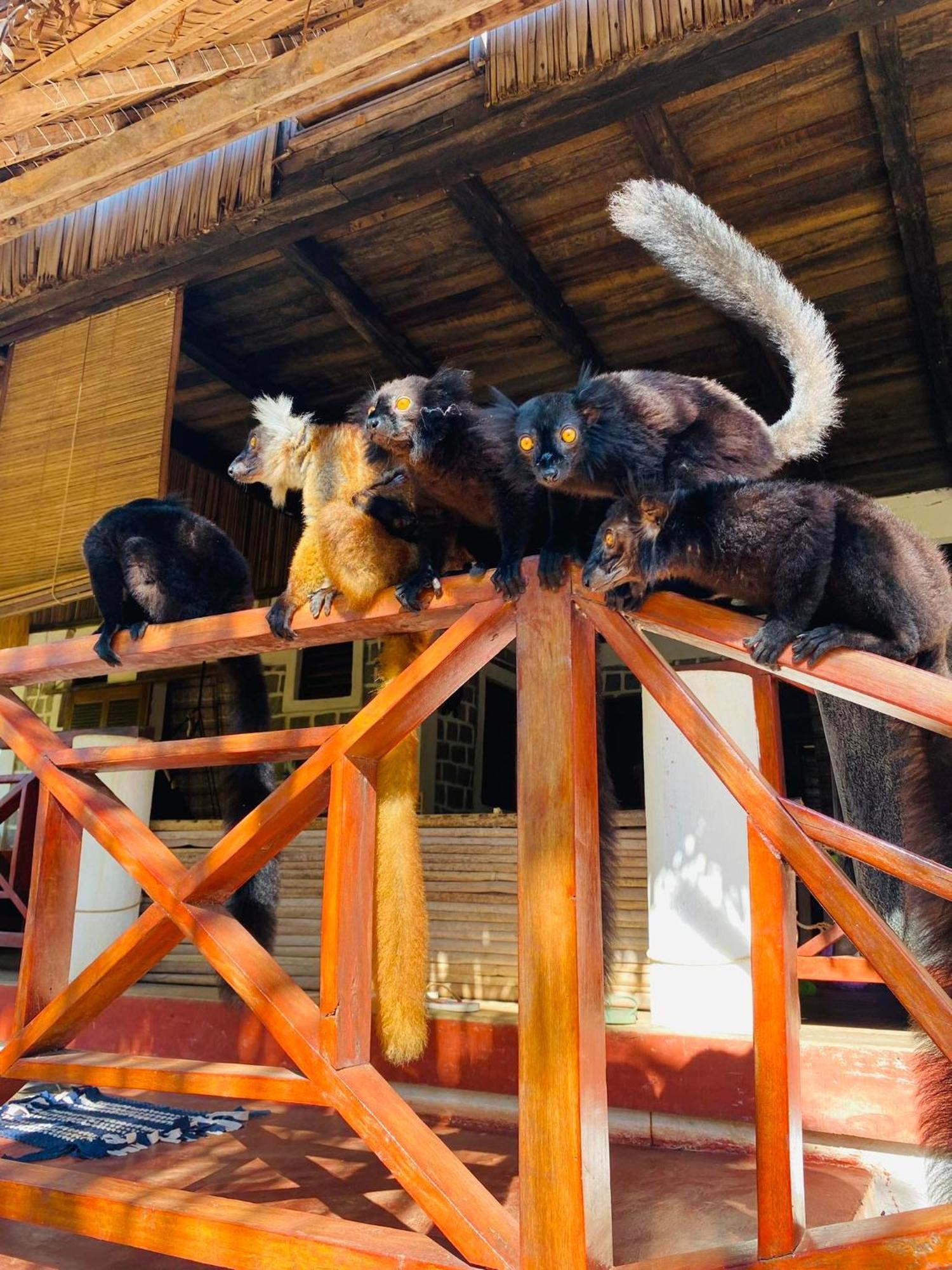 Tamarin Lodge Ampangorinana 외부 사진